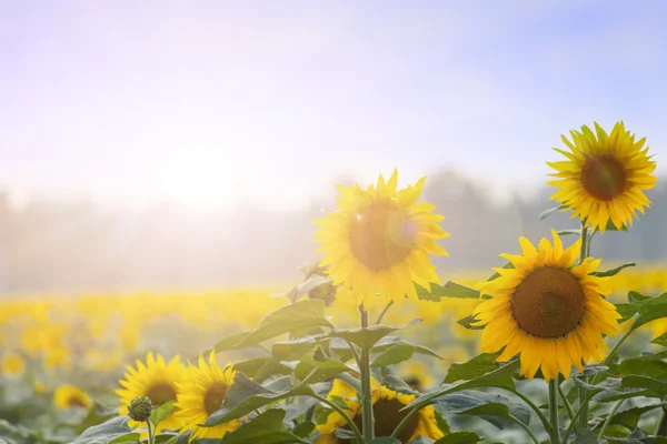 Sommerzeit: Drei Sonnenblumen im Morgengrauen mit natürlichem Hintergrund — Stockfoto