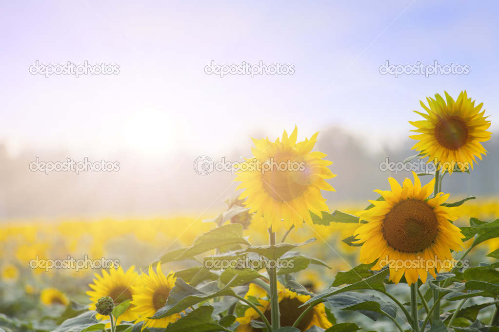 Summer time: Three sunflowers at dawn with natural backgroung  