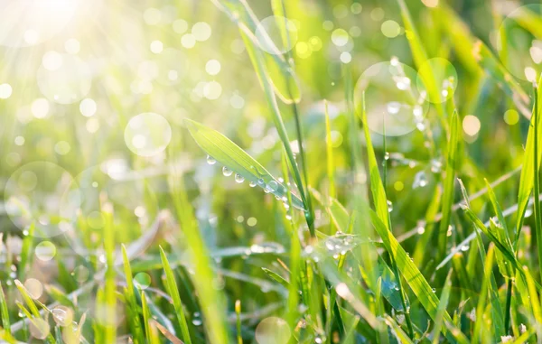 in güneşli bokeh ile yeşil çimenlerin üzerinde çiy damlaları