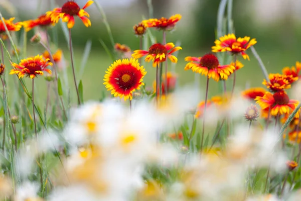 Çiçekler ve karahindiba doğadaki ateşe — Stok fotoğraf