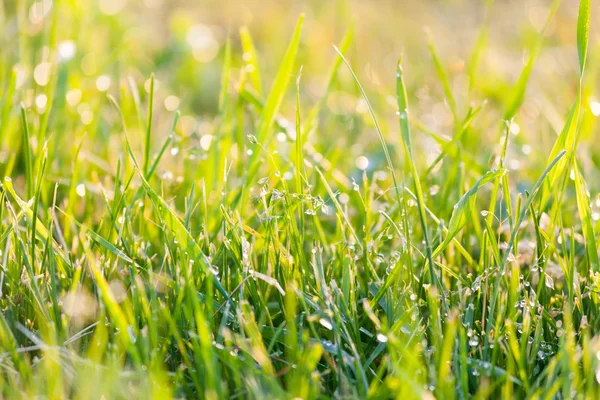 Tautropfen auf grünem Gras — Stockfoto