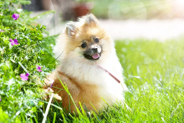 Adorable little pomeranian puppy in green grass — Stock Photo, Image