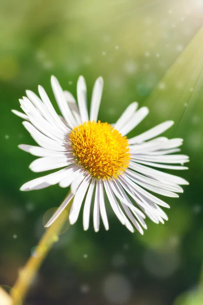 Singolo fiore margherita su sfondo verde bokeh con sole . — Foto Stock