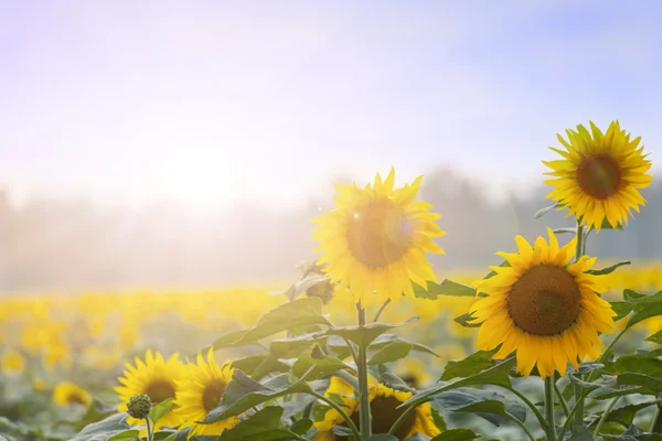夏季时间: 黎明与自然背景的三朵向日葵 — 图库照片