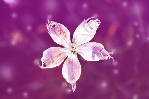 Incredibile fiore bianco su sfondo rosa bokeh — Foto Stock