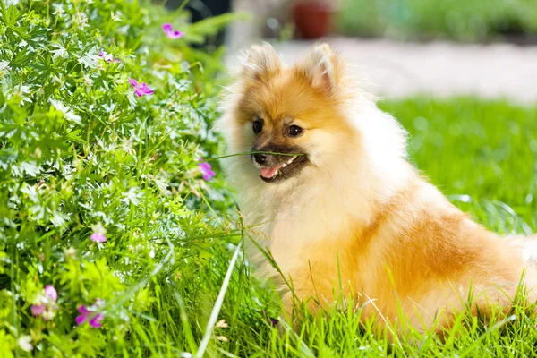 Adorable little pomeranian puppy in green grass Stock Picture