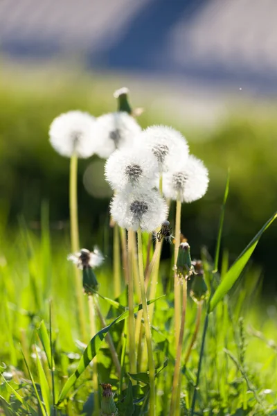 Group of several dandelions over blue river Stock Picture