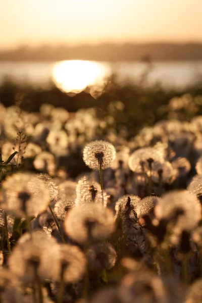 Field of dandelions at sunset with natural background Royalty Free Stock Images