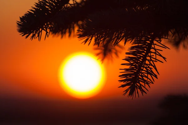 Silueta de abeto con increíble puesta de sol — Foto de Stock