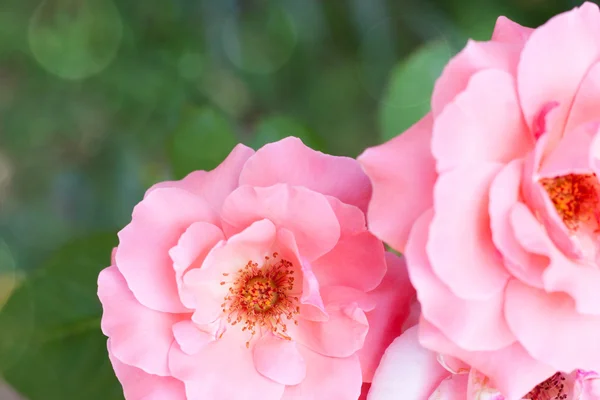 Erstaunliche rosa Rosen auf natürlichem Hintergrund mit leichtem Bokeh-Effekt — Stockfoto