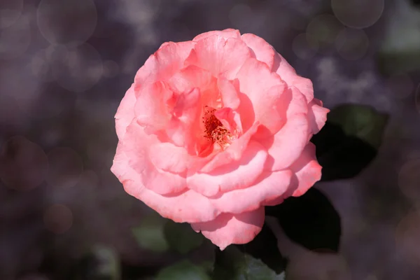 Increíble rosa rosa sobre fondo bokeh abstracto —  Fotos de Stock