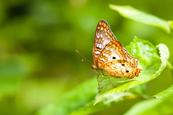 蝴蝶停在树叶上的漂亮特写镜头 — 图库照片