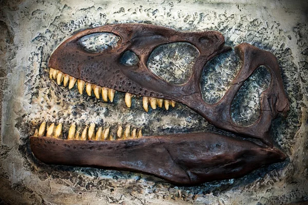 Dinosaur Fossil Close Shop — Stock Photo, Image
