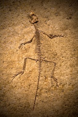 Close-up shot of a fossil. clipart
