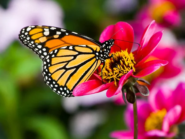 Farfalla Colorata Appoggiata Una Foglia — Foto Stock