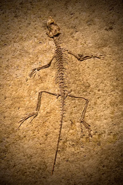 Bir Fosilin Yakın Çekim Görüntüsü — Stok fotoğraf