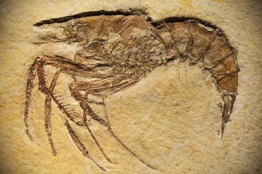 Prehistoric animal preserved in fossil. clipart