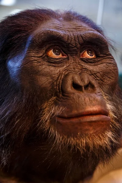 Возможное Лицо Доисторического Пещерного Человека — стоковое фото