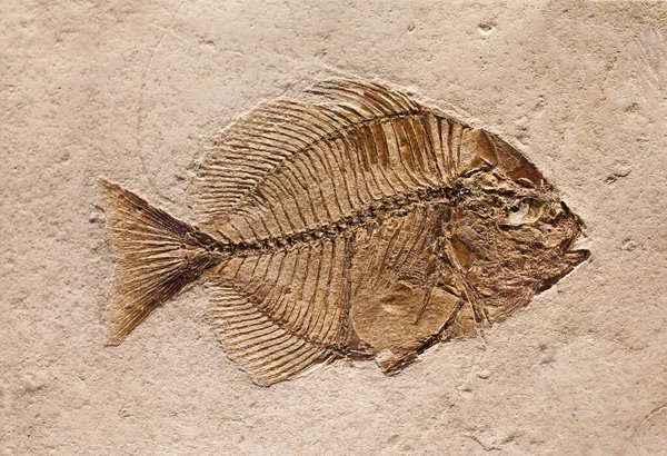 先史時代の生物の化石 — ストック写真
