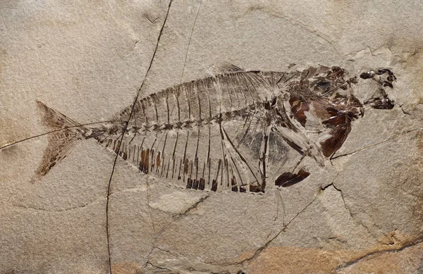 Fossile Une Créature Préhistorique — Photo