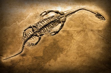 Fossil of a prehistoric creature. clipart