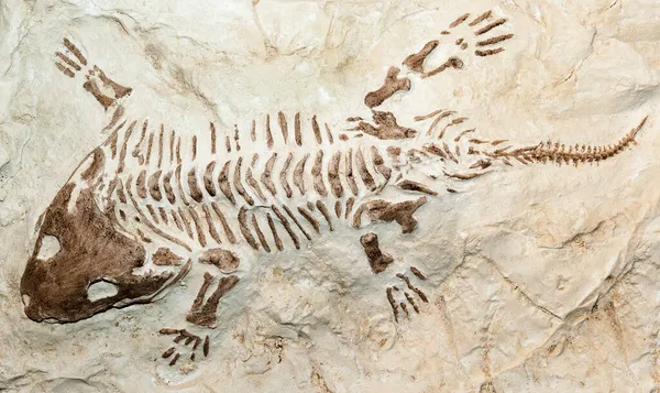 Fósil Una Criatura Prehistórica — Foto de Stock