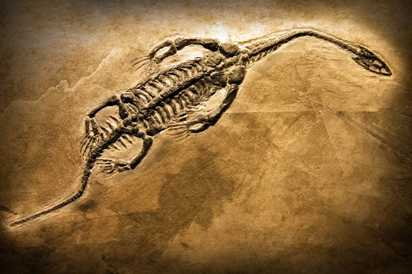 Skamielina Prehistorycznego Stworzenia — Zdjęcie stockowe