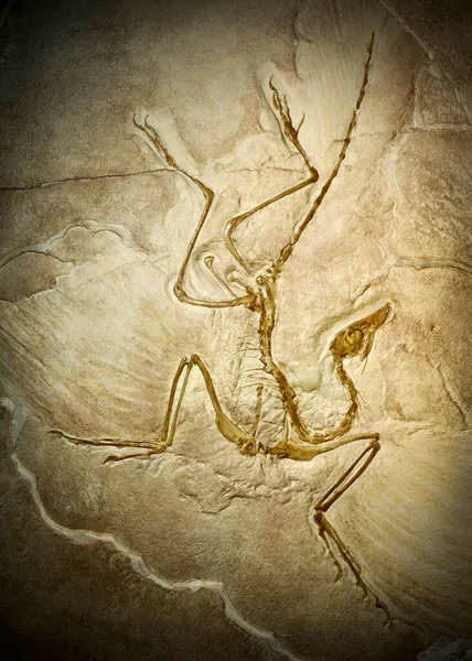 Fossil Prehistoric Creature — Stock Photo, Image