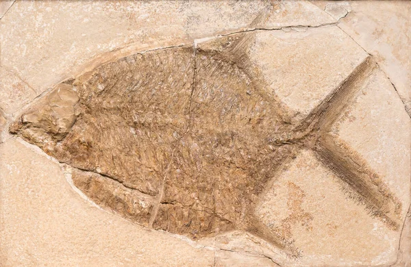 Primer Plano Fósil Una Criatura Prehistórica — Foto de Stock