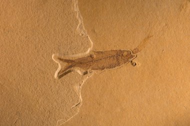 Tarih öncesi bir yaratığın fosili..