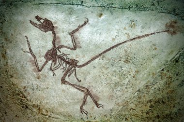 Tarih öncesi bir yaratığın fosilini yakından çek..