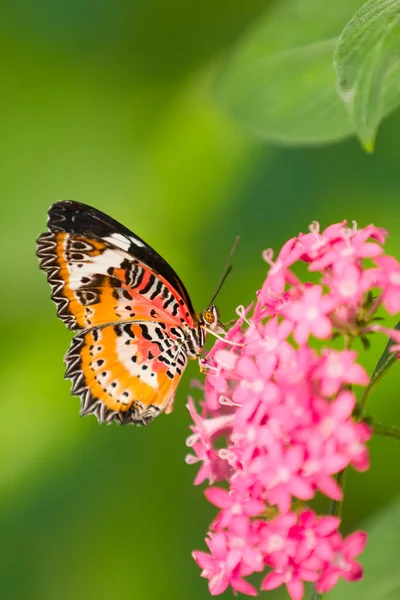 美丽的蝴蝶躺在花园里 — 图库照片
