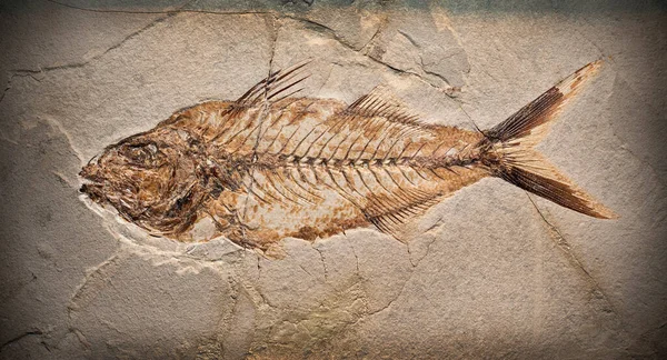 Tarih öncesi bir yaratığın fosilini yakından çek..