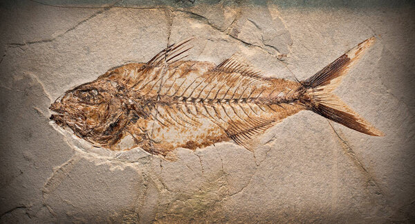 Close-up shot of a fossil of a prehistoric creature.