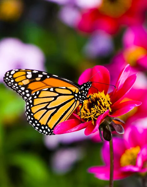 Schöner Schmetterling Der Einem Garten Ruht — Stockfoto