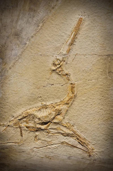 Close Shot Fossil Prehistoric Creature — Stock Photo, Image