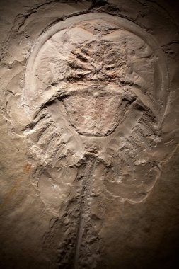 Yakın plan çekimde tarih öncesi bir yaratığın fosili..