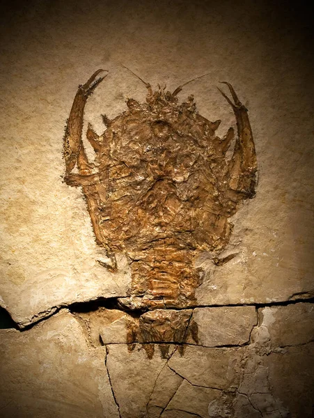 Egy Őskori Lény Fosszíliája Közelről — Stock Fotó
