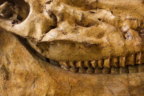 Fósil Una Criatura Prehistórica Primer Plano — Foto de Stock