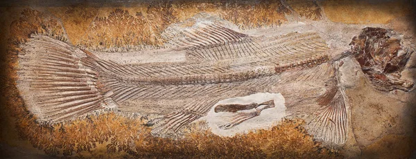 Fósil Una Criatura Prehistórica Primer Plano — Foto de Stock