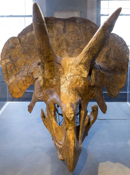 Fossil Prehistoric Creature — Stock Photo, Image