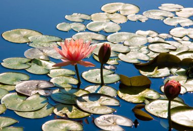 Güzel su zambağı gölde yüzüyor..