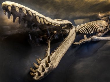 Tarih öncesi bir yaratığın fosili..