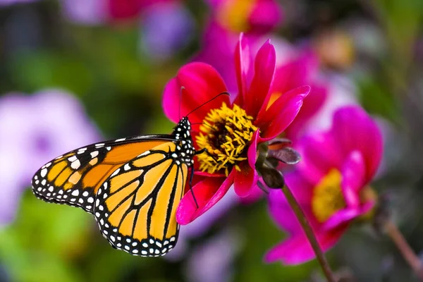 Krásný Motýl Monarcha Odpočívající Květině — Stock fotografie