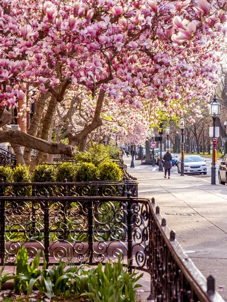 Baharda Massachusetts Abd Boston Manzarası — Stok fotoğraf