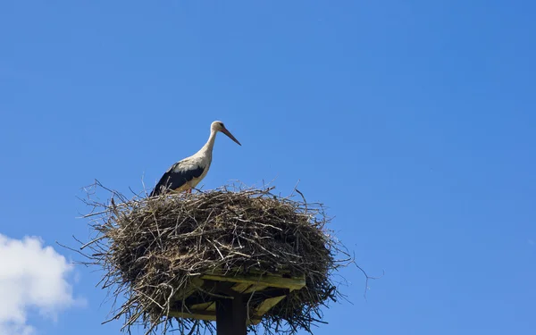 Hvit stork i rede – stockfoto