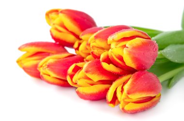 üzerine beyaz laleler