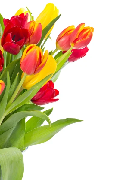 Tulpen — Stockfoto