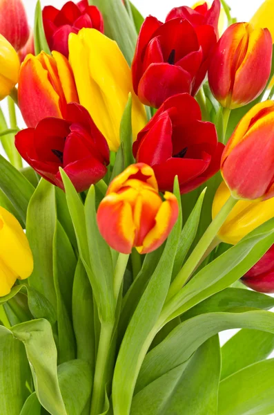 Tulipanes macro —  Fotos de Stock