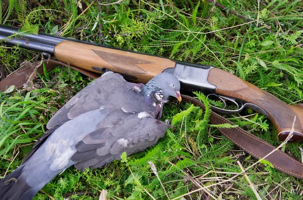 Pigeon and rifle — Stock Photo, Image